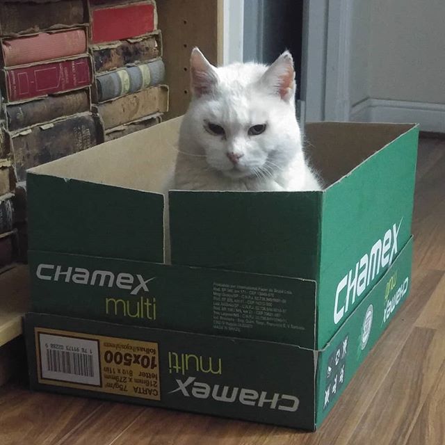 Humana! A qué hora me traes la comida a mi fortaleza? Ah?