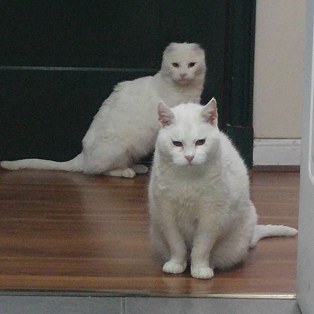 Ahora habemos dos blancuchas en casa