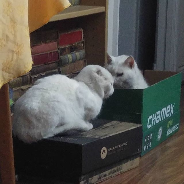 Conversando sobre la calidad de las cajas y la alergia al pescado