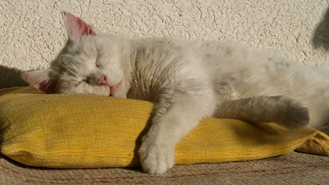 Zzz… No molestar! (fiera descansando