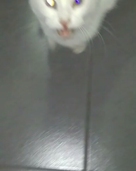 Humana! Dame comida! Muero de hambre! Muero de inanición