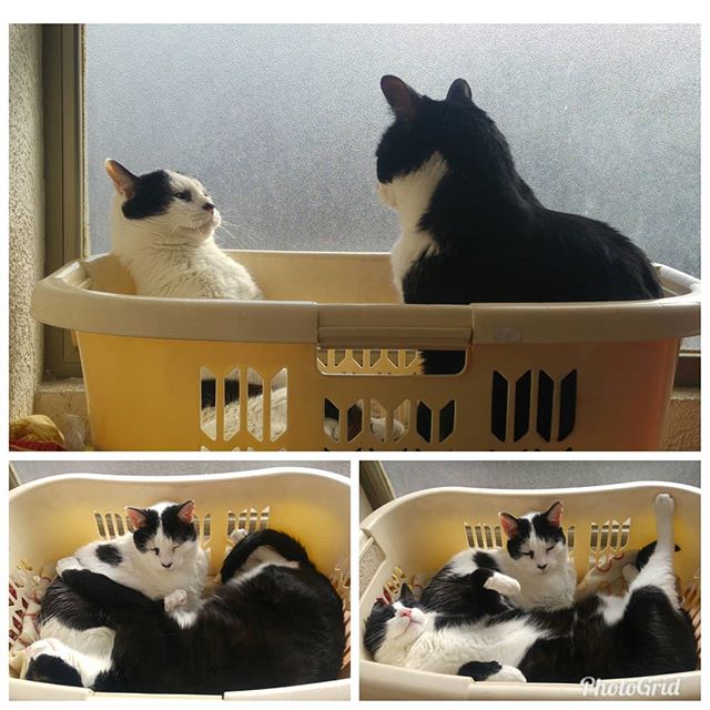 El canasto es mío! Es mío! … Bueeeno… Lo compartimos