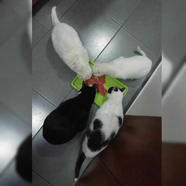 Engullendo nuestra cena, los 4