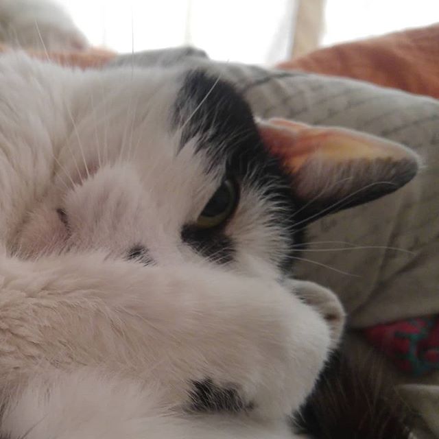 Como dice humana: buen día mundo