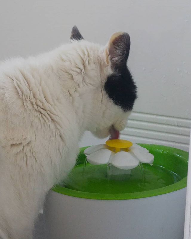 Slurp, slurp, slurp… Está rica el agua, más que antes. Algo habla humana que le regalaron unas cerámicas EM. Ahora todos en casa bebemos agua más deliciosa