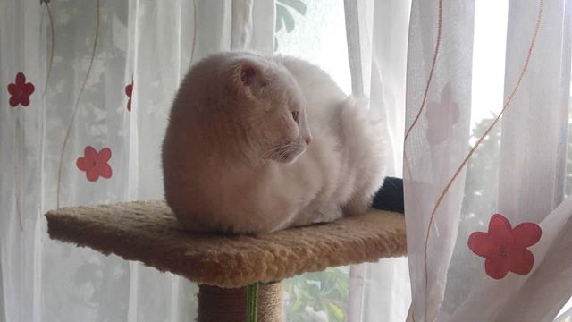 Por más que humana me dijo que mirara a la cámara, no le di en el gusto
