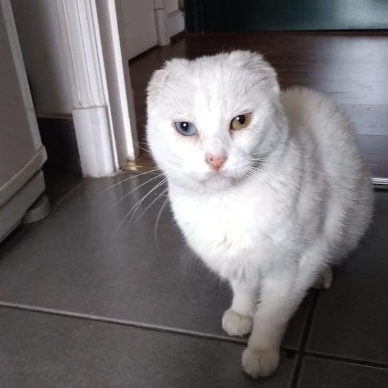 Vino una humana amiga de nuestra humana… Y osó lavarme los ojos! Lo permití sólo porque fue muy suave y delicada