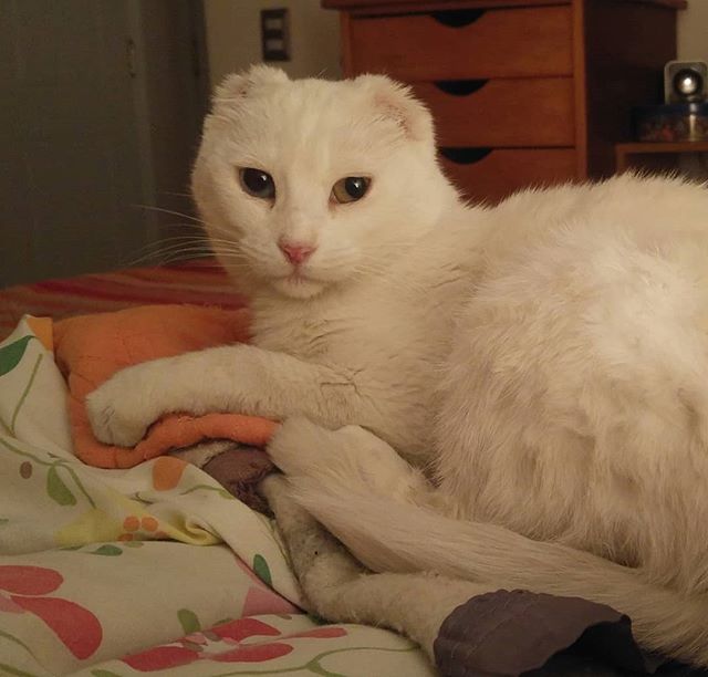 Regresaste, humana ingrata! Te extra