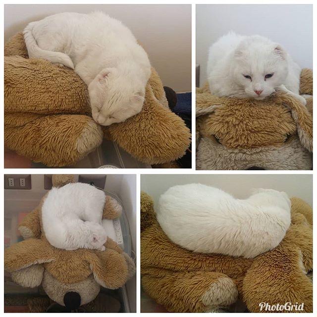 He encontrado una deliciosa nueva cama. Good day sunday