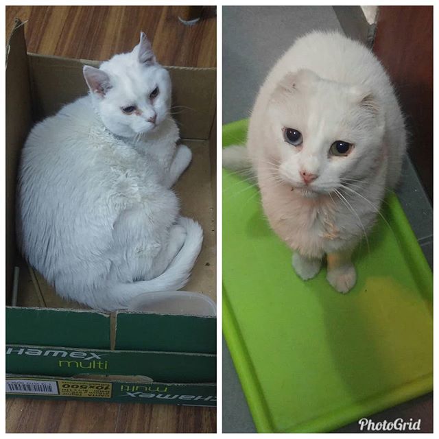 A qué hora sirven la comida en esta casa? Ah?