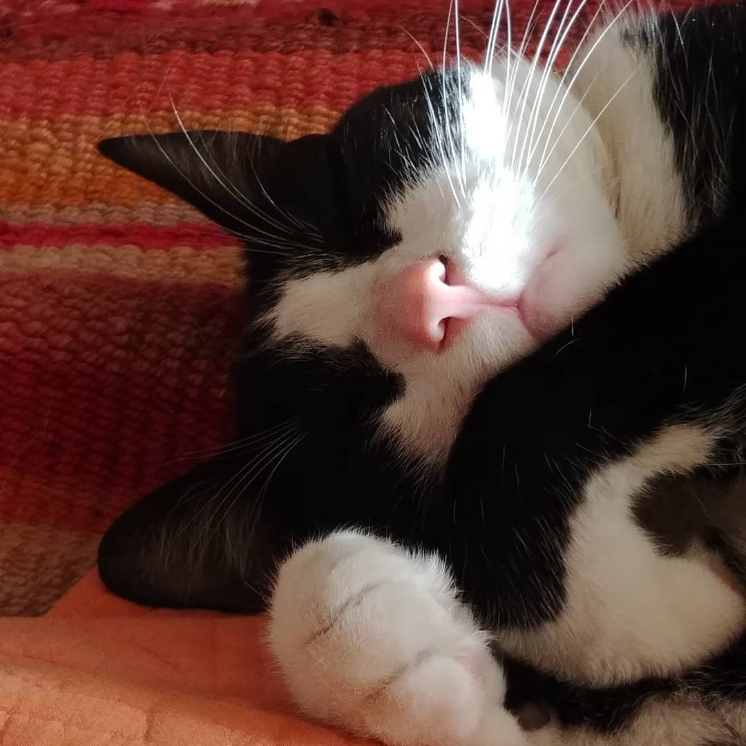 Ha vuelto el sol… Uhmmm, flojera de despertar. Buen día mundo