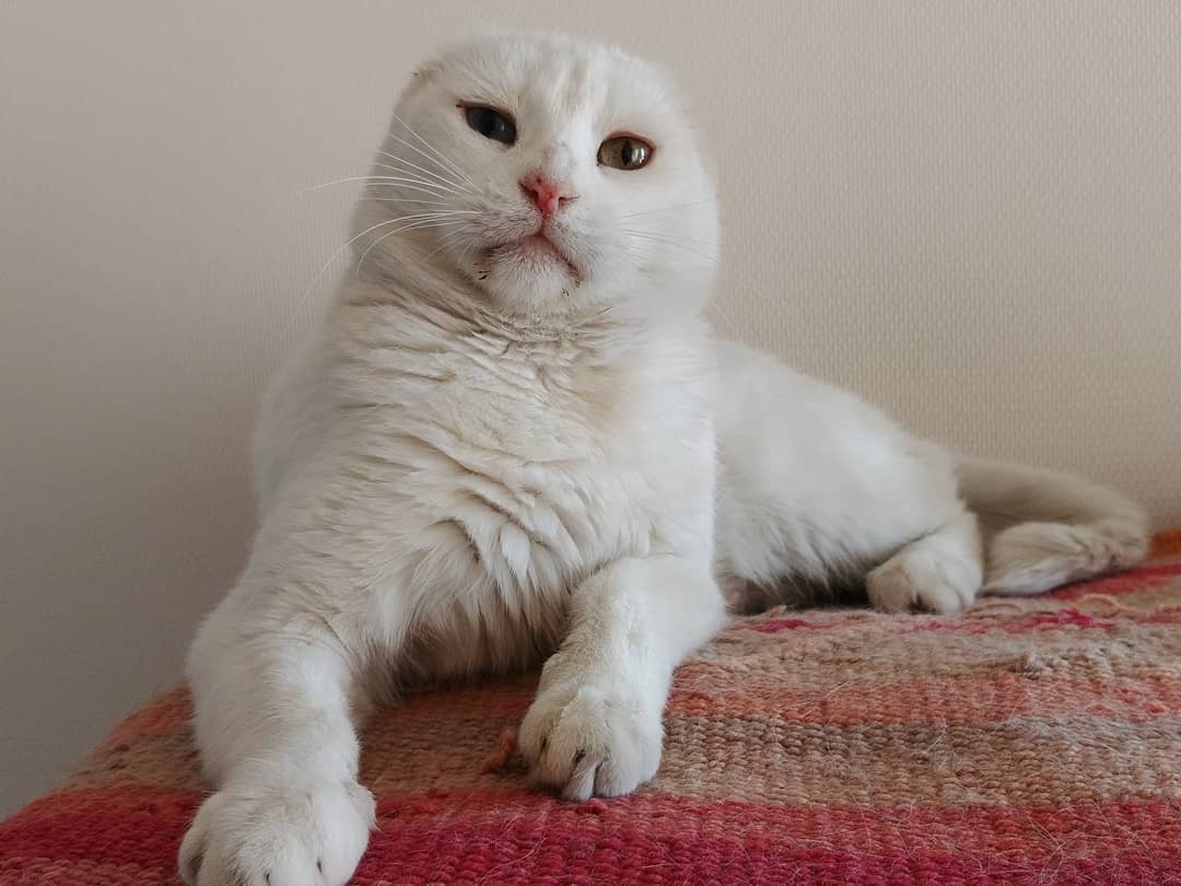 Humana, si me sigues molestando te doy otro aletazo