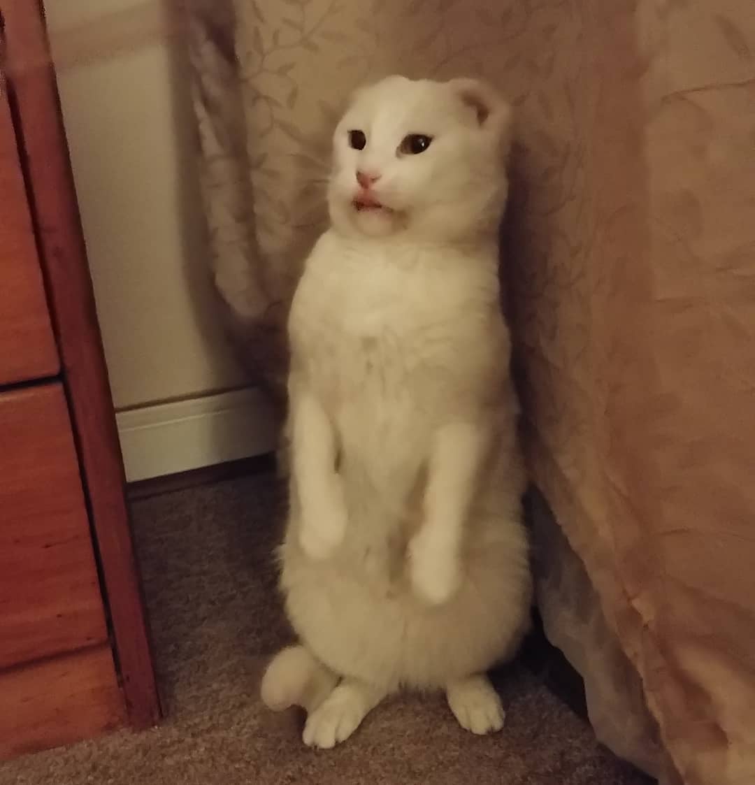 Qué es una suricata?