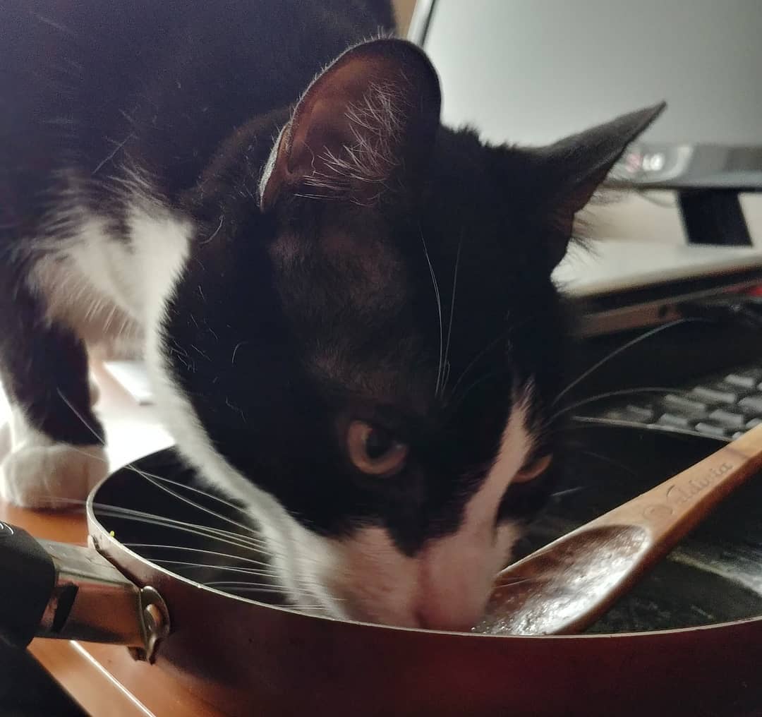 Slurp… Cada mañana aprovecho el desayuno de humana: huevos, aceite de coco, cúrcuma y queso… Ñami