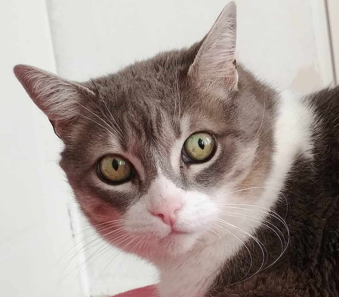 Soy Pelusa, dicen que soy una gatita senior. Esta humana me hace tratamientos de energía de una patita trasera mía que tengo herida. Las curaciones no se las aguanto