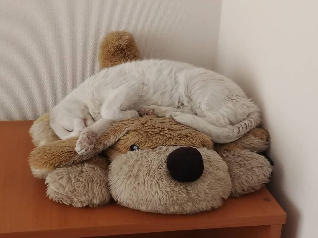 Cualquiera diría que mi facha de tuto es post farra de año nuevo