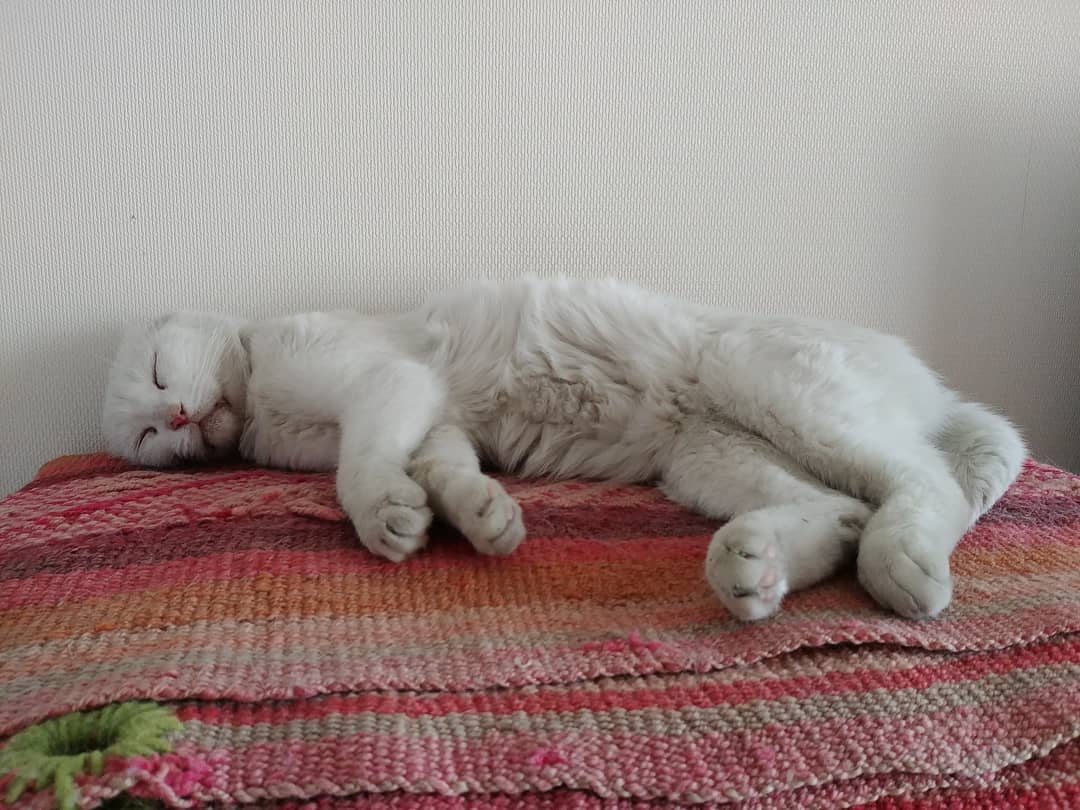 Flojera de domingo en pleno.
Good day Sunday!

Cualquiera diría que mi facha de tuto es post farra de año nuevo