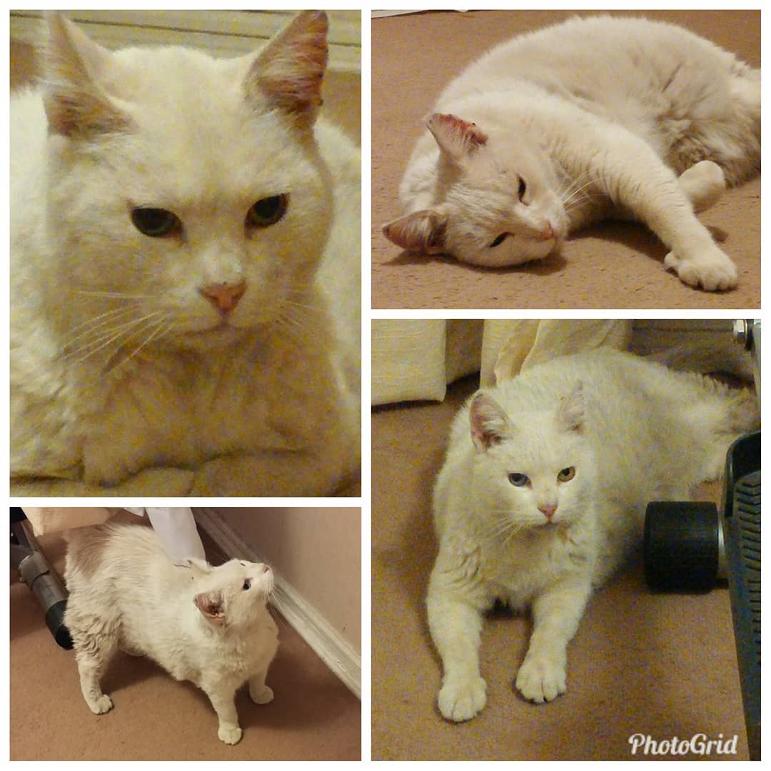 Mis primeras fotos en casa de humana, hace 4 años. Me sentí muy cómoda desde el comienzo. 
A humana la conocía de 9 años antes. 
Dicen que me llamaba Cleo, y que tenía muy dañadas mis orejas