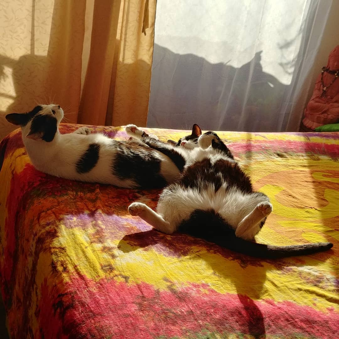 Flojera dominical… Zzzz