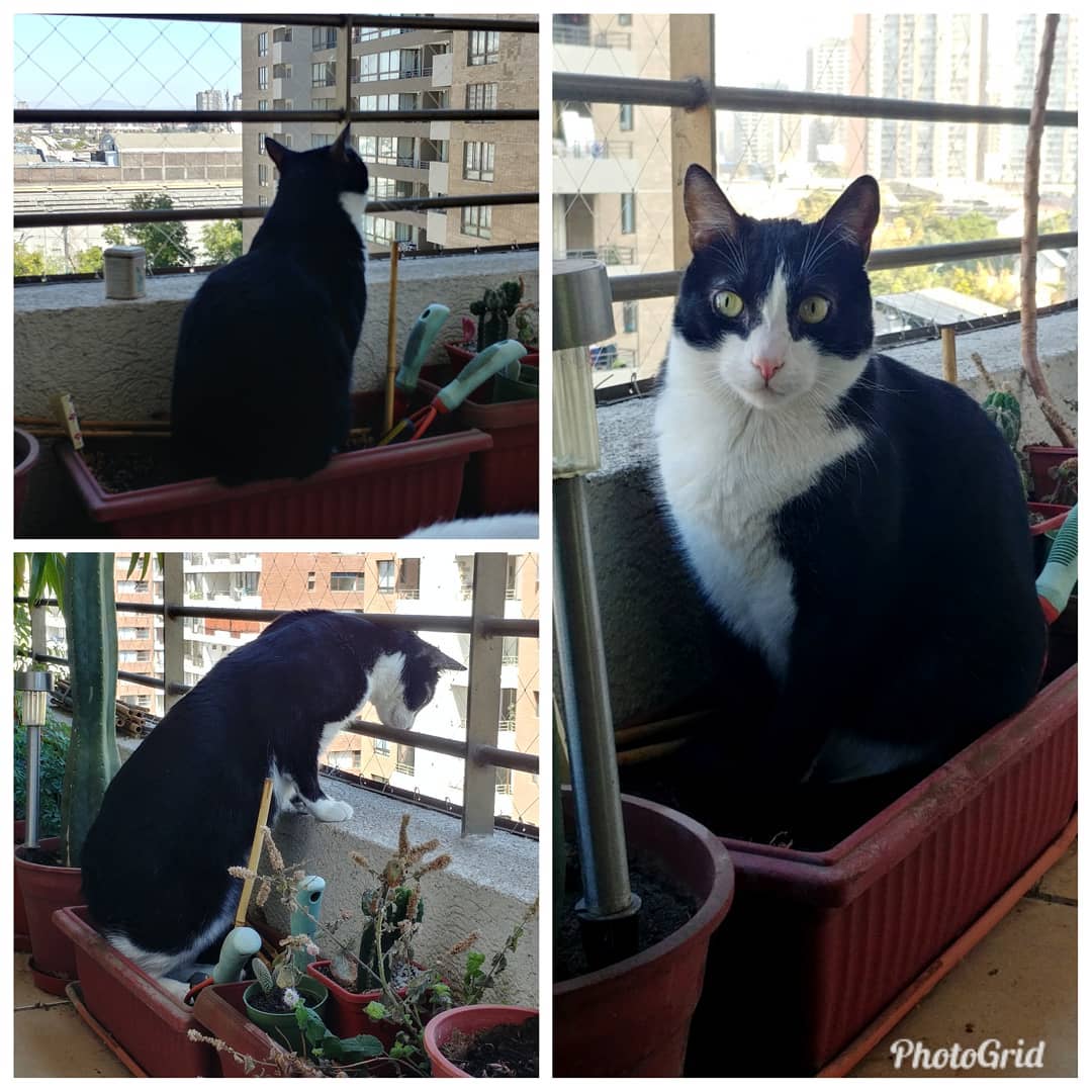 He decidido aliarme con la dragona chica: nada de plantas en el macetero, me sirve como mirador