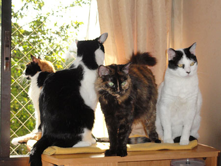 Cuarteto