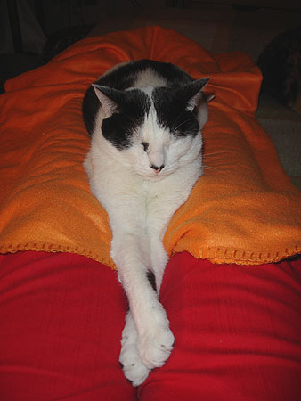 Dominó