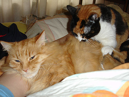 Dúo gatuno