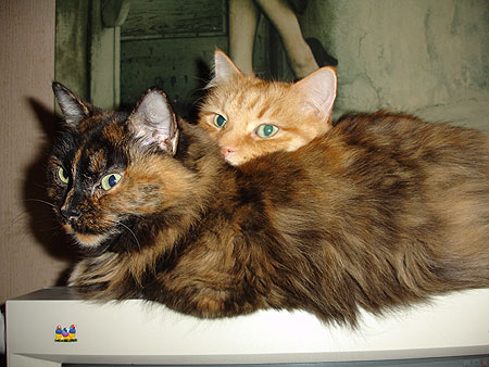 Duo gatuno