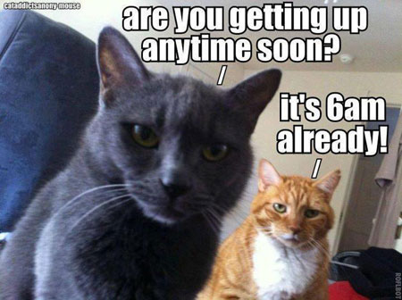 Gatos web