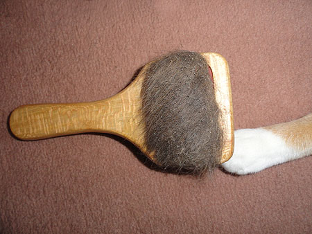 Pelo