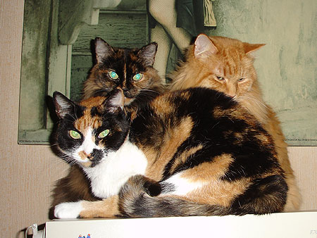 Trío gatuno