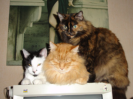 Trío gatuno