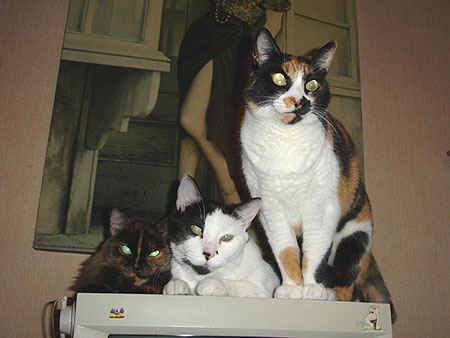 Trío gatuno