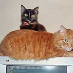 Adoramos el computador de nuestra humana