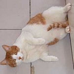 Adoro que mis humanos vayan a la cocina