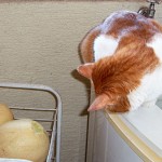 Empezó la temporada del melón!!