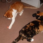 Qué será esta lucecita roja?