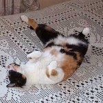 Si no puedes contra ellos…