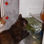 Adoro que mi humana vaya al supermercado