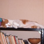 Por si se les ha olvidado