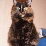 Estoy en campa&ntilde;a