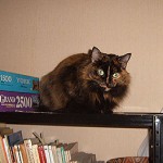 Tengo una nueva sospechosa