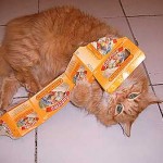 Me gustan los té de hierbas