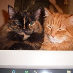 &iquest;&iquest;&iquest;Que importa el fr&iacute;o…???