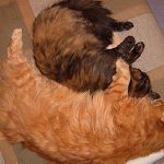 Amor de padre e hija