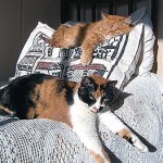 El placer del sol matinal…