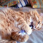 Tengo cepillo nuevo!!