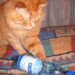 Lleg&oacute; un juguete nuevo…