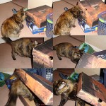 Ando en busca de un tesoro