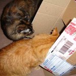 Le lleg&oacute; un regalo a nuestra humana